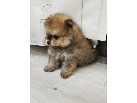 PoulaTo: Όμορφα κουτάβια Pomeranian Spitz
